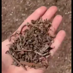 رايش حديد.
